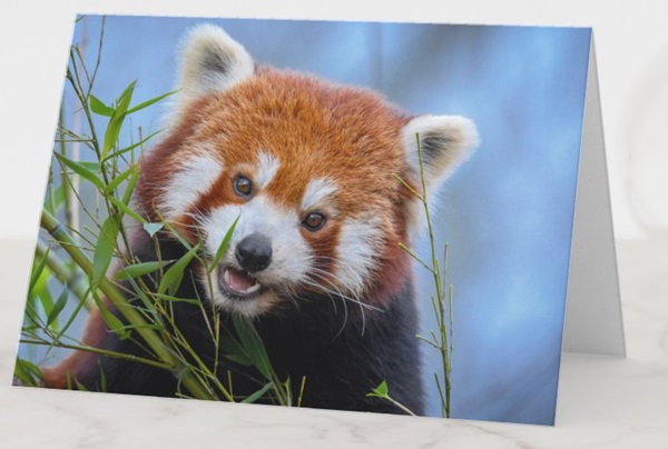 Red Panda Eating Bamboo Leaves Greeting Card