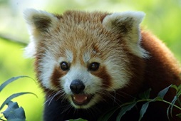 Smiling Red Panda Image by 3342 from Pixabay