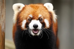 Curious Happy Red Panda Image by Shingo_No from Pixabay