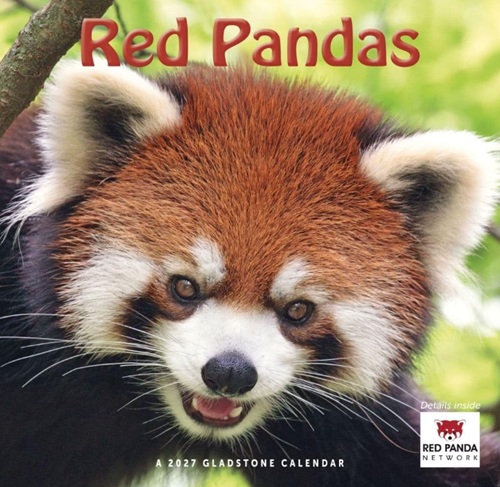 2027 Red Panda Wall Calendar