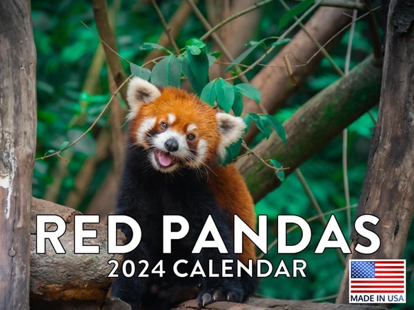 Red Pandas 2024 Wall Calendar Poster Foundry