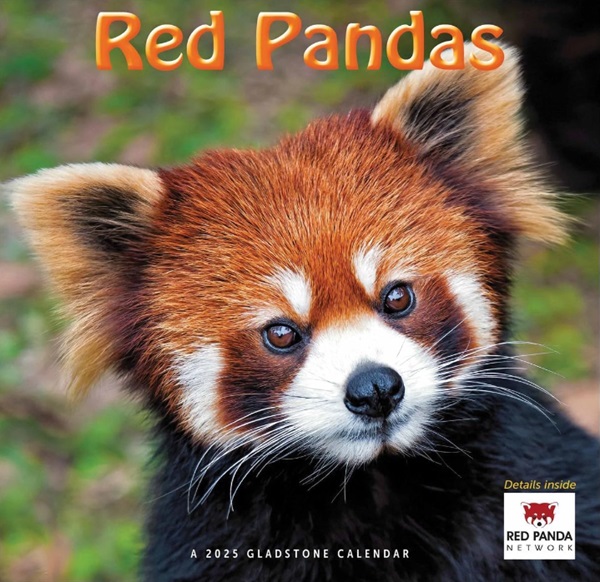 Red Pandas 2025 Wall Calendar Gladstone Media