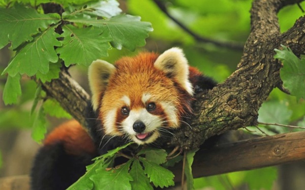 Red Panda Cub Postcard